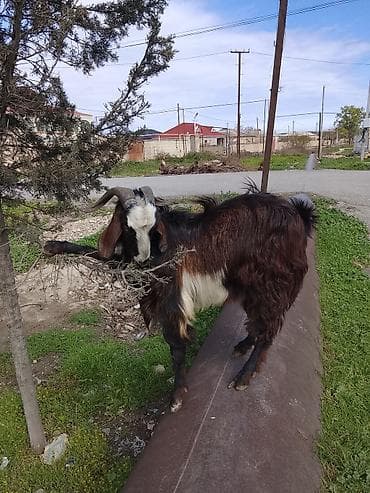 akvarium 120 cm: Satılır – Erkək keçi - Cins: uzunsaçlı, qara-qonur-ağ rəng qarışıq - — 4