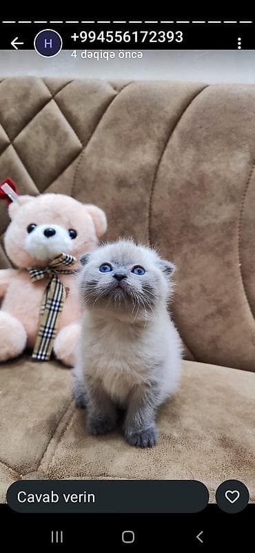 Şotland yastı qulaq lalafo.az -da Şotland yastı qulaq