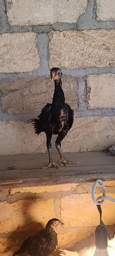 hind quslari: Toyuq cücələri, Damazlıq — 2