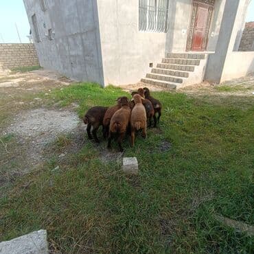 quzu şəkilləri: Salam aleyküm 7 dene emlik quzum cxdı satqa isdiyen buyursun elaqe — 5