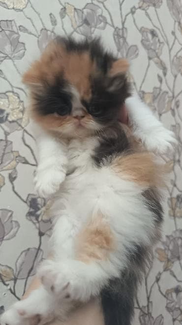 Digər heyvanlar: Fars — 2