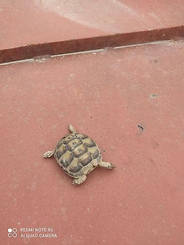 sumqayit qəfəs: Kiçik quru tısbağa - Növ: Quru tısbağa (evdə saxlanıla bilən, sakit — 3