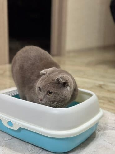 Məhsul: Qapalı tipli pişik tualeti (kum qabı) Xüsusiyyətlər: - İkiqat