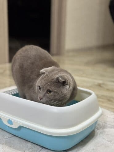 Gəmiricilər: Məhsul: Qapalı tipli pişik tualeti (kum qabı) Xüsusiyyətlər: - İkiqat — 1