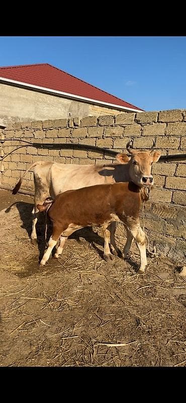 afcarka bala: Erkək simmental balalı inək satılır. Bala süni mayalanmadan olub. 4 — 1