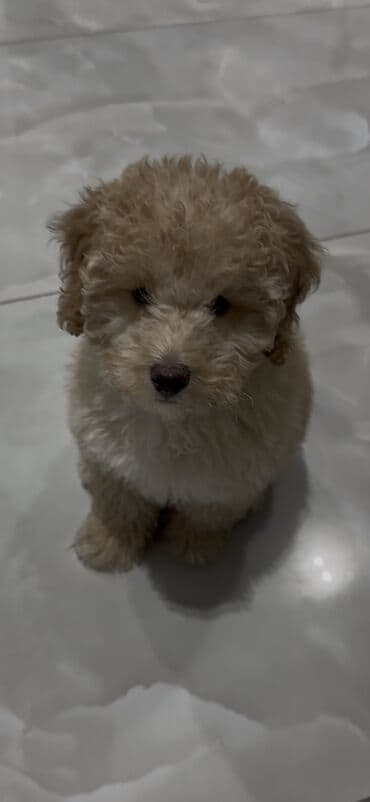 şirin itler: Pudel, 2 ay, Erkek, Peyvəndli, Ünvandan götürmə — 2