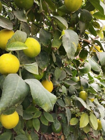 Tinglər: Məhsul: Şitil/bitki – limon ağacı (istixana şəraitində yetişdirilir) — 6