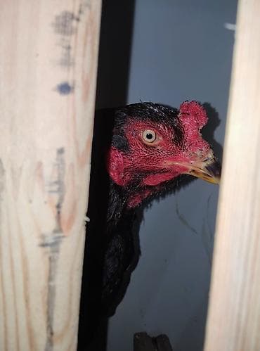 Heyvanlar üçün mallar: Salam Allah satanada alanada xeyr versin cinsli heyvandi efgan türk — 2