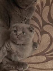 maykonq pişiyi: Şotland yastı qulaq, Erkək, Dişi — 1