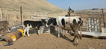 inek satislari: Satılır: inək və buzovlar salam hər vaxtı xeyir olsun bu şəkildə — 5