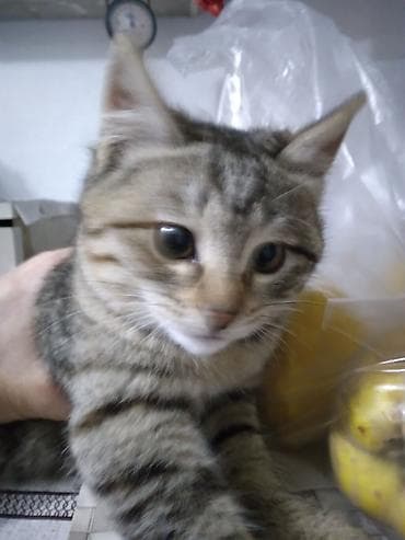 pisik almaq: Tabbi, Yaxşı əllərə — 3