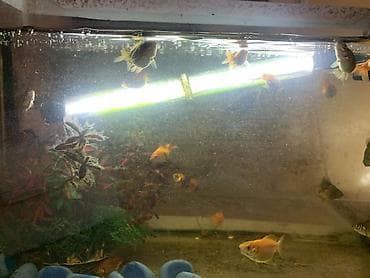 Heyvanlar üçün mallar: Tetra balığı, Sülhsevər — 1