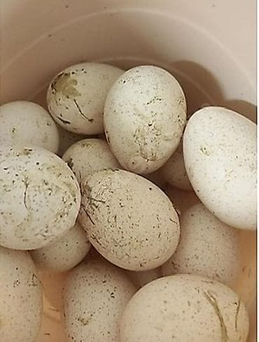 Mürəbbələr: Salam mayalı amerkan bronz yumurtası satılır .Ünvan Bakı qiymət 2 — 1