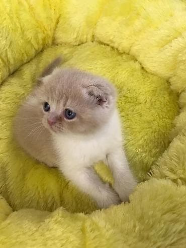 Gəmiricilər: Şotland yastı qulaq — 1