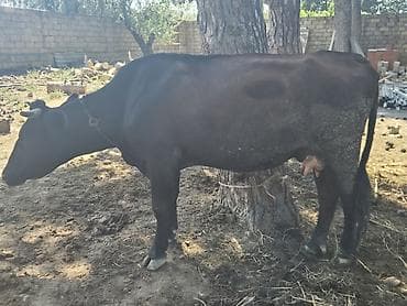 doberman satilir: Aşağı yeride olacağı tecili satılır — 1