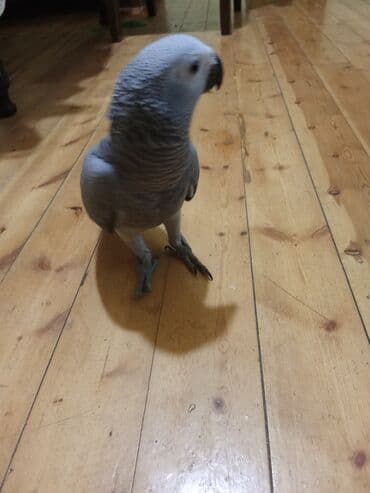 İtlər: Bala jako,danışmağa meyilliditam evcilmehriban quşdur .Uşaqlarla — 3