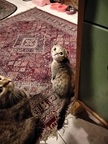 pişiy adları: Şotland — 2