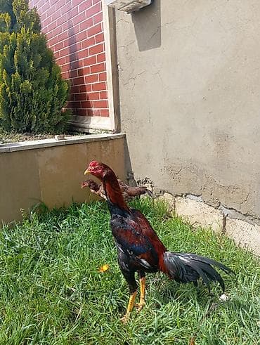 брама гигант: Salam. Güclü cinsi heyvan satiram. Meydanliqdir. Ətraflı məlumat üçün — 5