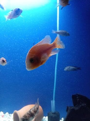 Baliq multikar fayfiş limon ləpart