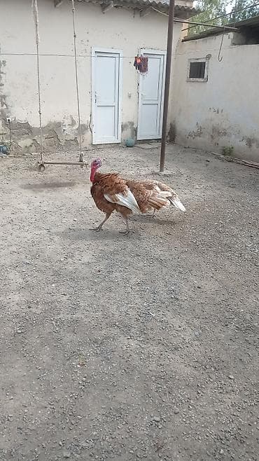 sevgi qusu: Erkək, Damazlıq — 2