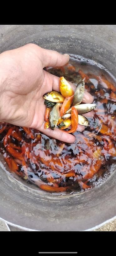 qızıl baliq: Qızıl balıq, Sülhsevər — 2