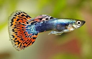 red bull soyuducu: Akvarium-şkaf, Balıqlarla birlikdə, 100 l, Ünvandan götürmə — 1