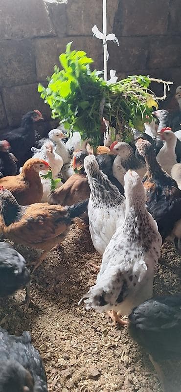 Cücələr: Toyuq cücələri, Damazlıq — 4