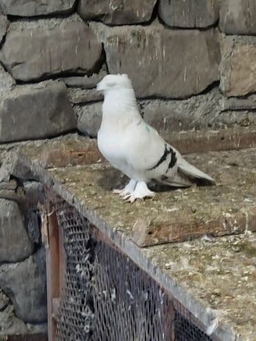 Qoşa kəkil türk taklasi satilir.tam.qizgin cütə hazir ərkeydir.qiymət