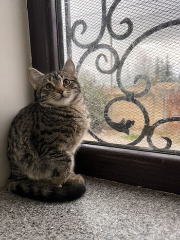 Tabbi, Dişi, Yaxşı əllərə