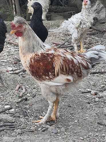 Heyvanlar: Toyuq, Damazlıq, Ünvandan götürmə — 3