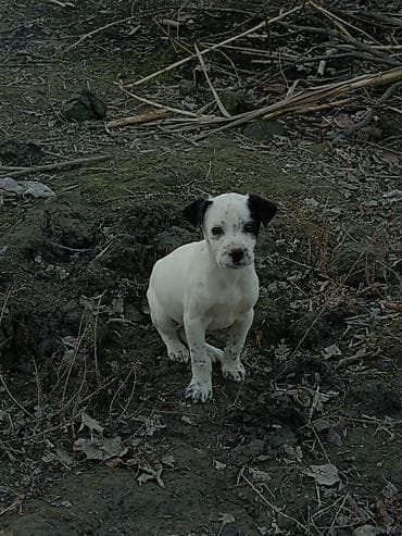 Собаки: Далматин, 3 месяца, Самец, С прививками — 2