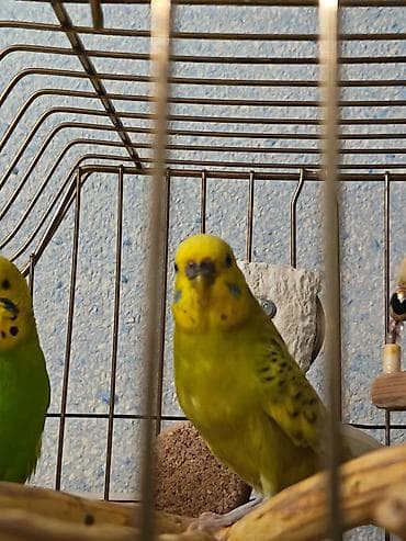 papuqay yemleri: İki Cüt Tutuquşu Satılıt Bir Cüt Ağ Bir cütdə Yaşıl və Aarı — 6