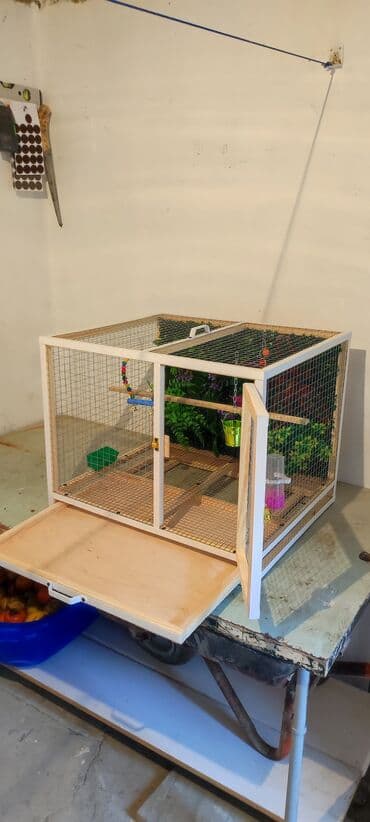 serebrist cucələr: Papuqay,dovşan,hamster,şinşila,bildirçin,cücə,xamyak,pişik,quş,tısbağa — 3