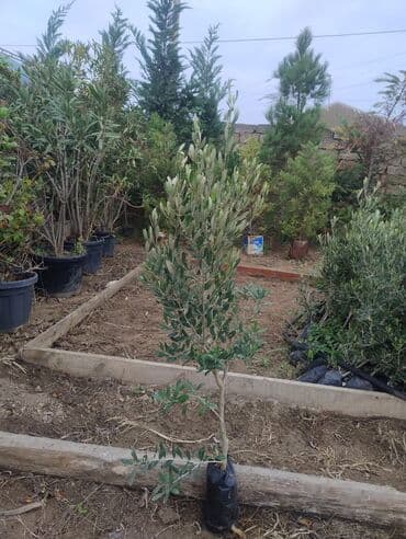 dekor ağaç: Məhsul: Zeytun ağacları (meyvəli) Təsvir: - Şəkillərdə göstərilən — 11