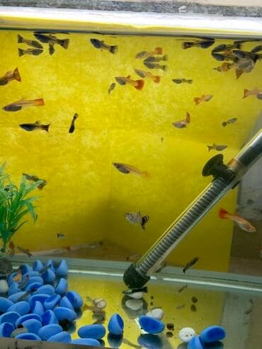 kənd colpası satışı: Salam aleykum quppi balıgları, satışa başlandı 1azdan 5azna kimi — 3