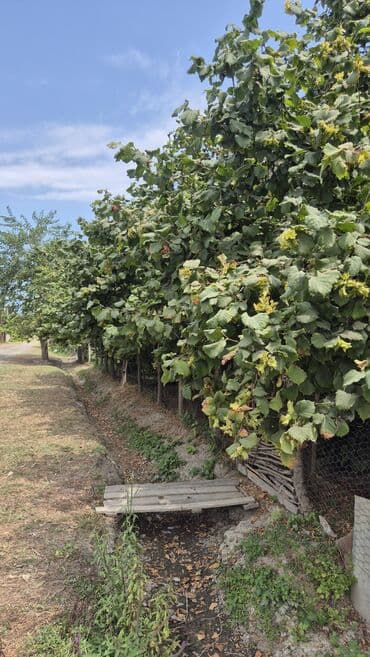findiq ləpəsi: Xaçmaz rayonu, Qaracəlli kəndində möhtəşəm bağ sahəsi satılır! — 3