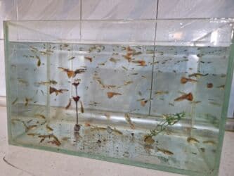 bit əleyhinə: Quppi, Sülhsevər, Ünvandan götürmə — 5