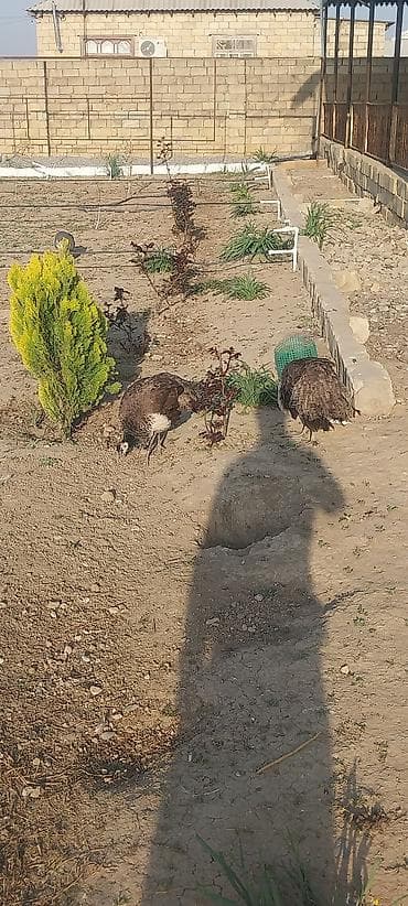 heyvanlar quşlar: Tovuz qusu 1 ilik diwi hindstan sortu — 2