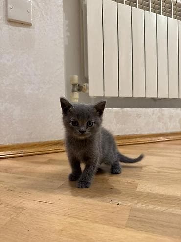 şirin it sekilleri: Yumşaq, uzun tüklü balaca pişik balaları. Şəkillərdə iki balaca — 5