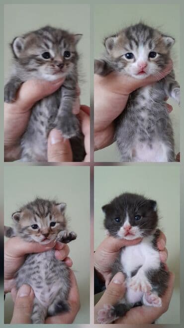 шотландские котята в баку: В добрые руки — 1