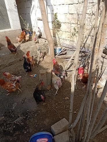 Hinduşkalar: Toyuq, Yumurtalıq, Ünvandan götürmə — 1