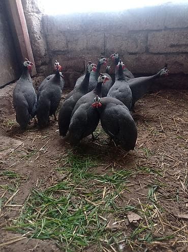 ordek satilir: Salam Allah herkesin malına bereket versin.bu gördüyüvüz Fireng — 2