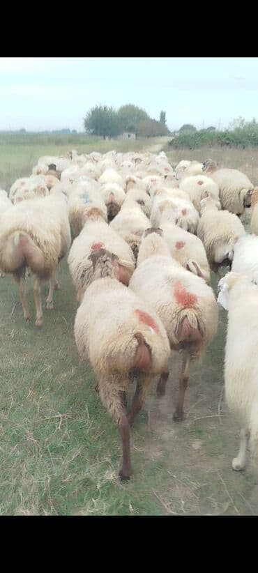 bakida cins ineklerin satisi: Dişi, il: 1, 50 kq, Damazlıq, Ünvandan götürmə — 8