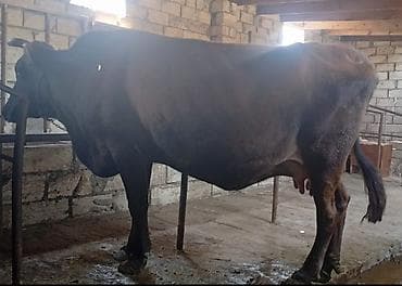 Ətlik Maldi Super Kokdi Real alicisansa zeng elə