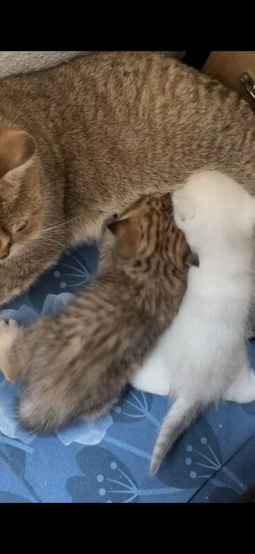 pişik sahiblendirilir: Şotland yastı qulaq — 4