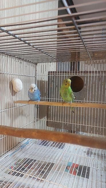 Другие птицы: Salam hazir cut tutuqusu satilir cutu 35 azn elaqe ucun wap.ve ya zeng — 3