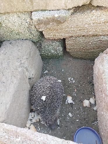 мейн кун: Kirpi – bağ üçün zərərvericilərə qarşı təbii “mühafizəçi” - Gecə — 7