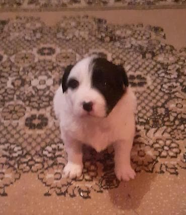 qafqaz coban iti satiram 2018: Qafqaz çoban iti, 1 ay, Dişi, Peyvəndli — 3
