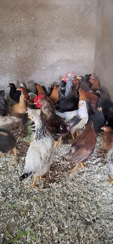 kənd çolpası: Toyuq, Damazlıq — 3