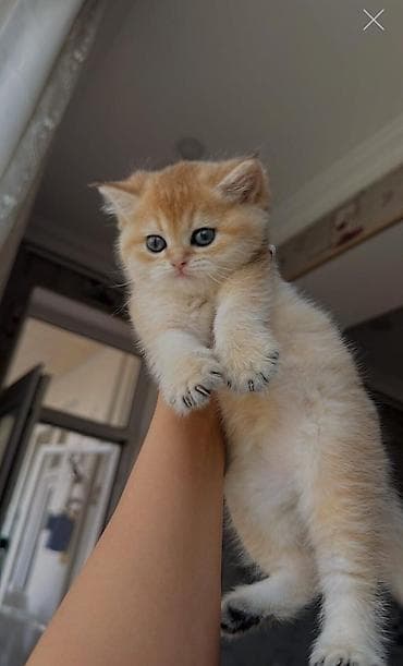 van pişik: Britan yastı qulaq — 9